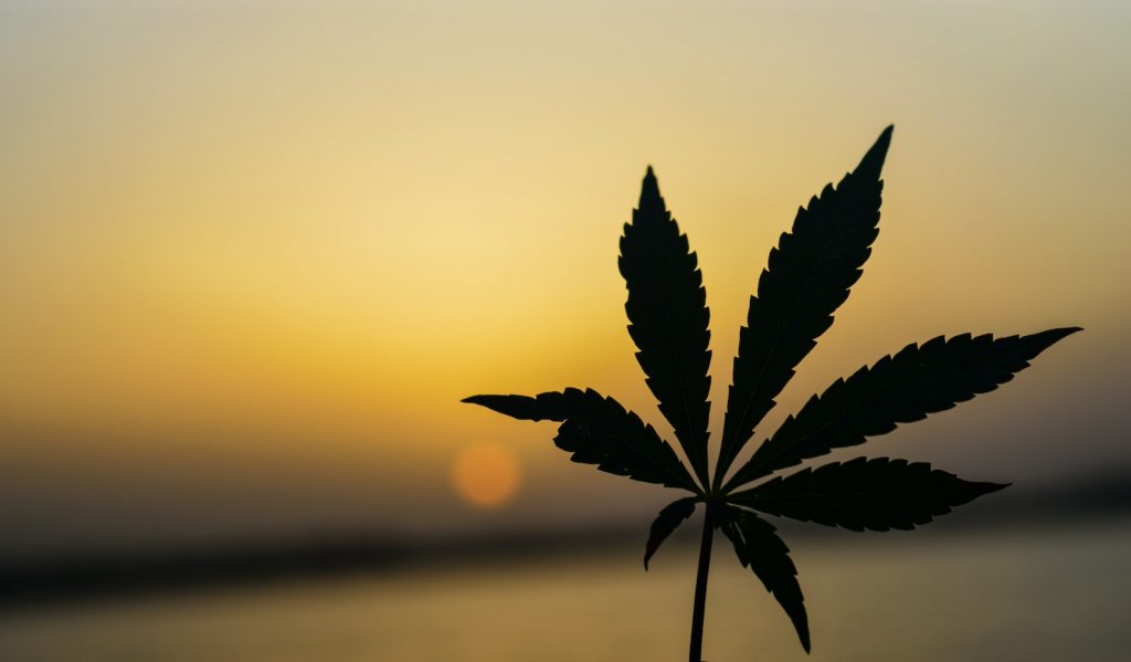 cannabis blog
